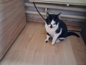 Darujem mačiatko - kocúrik - 18