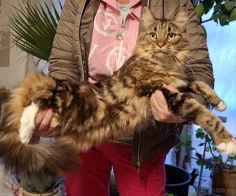 Mainská Mývalia mačka / Maine Coon - 18