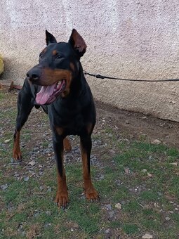 DOBERMAN - šteniatka - 18