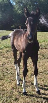 APH APHA PAINT HORSE ŽREBEC pripúšťanie - 18
