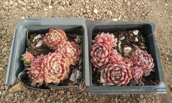 Skalné ruže (Sempervivum) - sadeničky - 18