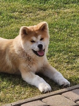 Akita inu s FCI rodokmeňom - plánovaný vrh - 18