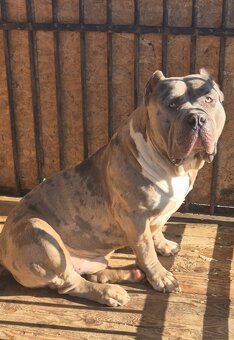 American bully xl - 18