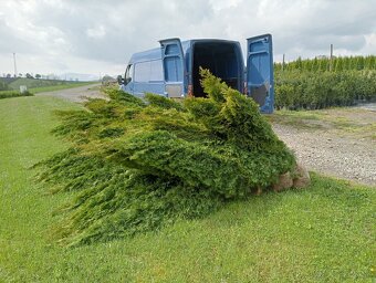 Tuja Smaragd, vavrínovec, červienka - Čadca a okolie - 18