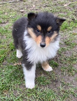 Kolia dlhosrstá - 18