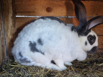 NOS .FRANCUZKY BARAN - 18