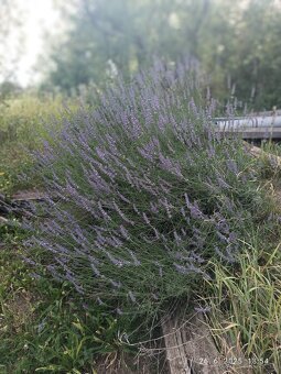 VYMENIM záhrada ,, Sad 600 - ročnica,, - 18