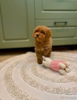 Pudel pudlik poodle - 18