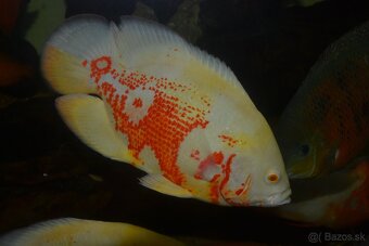 Americké cichlidy - 18