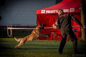 Belgický ovčiak - Malinois - 18