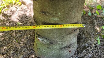 Predám za symbolickú cenu cca 7,5 m vysokú jedľu normandskú - 18