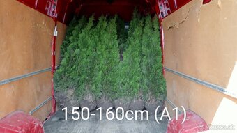 Tuja Smaragd, vavrínovec, červienka - Prešov - 18