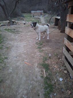 Stredoázijský ovčiak- šteniatká - 18