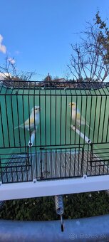 Predám Kanáriky,Kanáre - 18