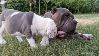 American bully XL, Americký stafordsirsky terier, - 18
