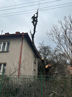 Výrub rizikových stromov,rez ovocných stromov - 18