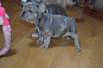 francuzsky buldocek - 18