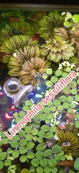 Akvarijne rastlinky z prestrihu - 18