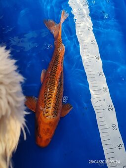 Koi kapor - 18