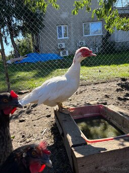 Pižmove kačice - 18