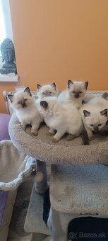 Ragdoll mačiatka, mačka - 18