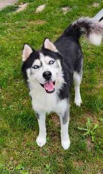 Sibírsky husky - 18
