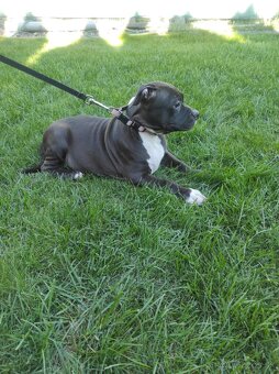 J&K bullys "ponúkame na predaj American bully XL - 18
