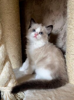 Ragdoll mačiatka - 18