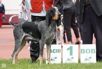 Velký gaskonský pes s PP FCI jako bracco italiano bloodhound - 18