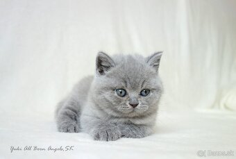 Britské mačiatka s PP ♥ - 18