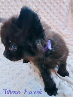 Mainska myvalia mačka - mačiatka Maine coon - 18
