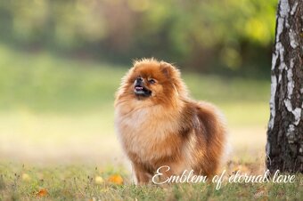 Pomeranian FCI - 18