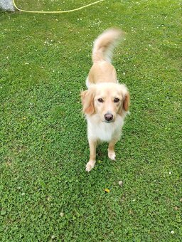 Ponúkam šteniatka - 18