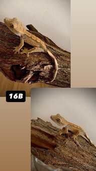 Pagekon riasnaty - 18