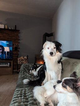 Border kolia tricolor - 18