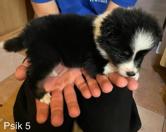 Border kólia - šteniatka - 18