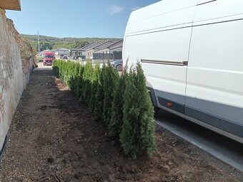 Tuja Smaragd, vavrínovec, červienka, gaštan - Námestovo - 18
