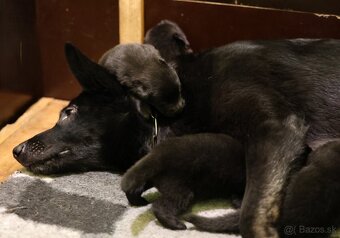 Nemecký ovčiak  s PP - 18