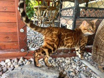 Bengalska mačka - 18
