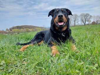 Beauceron - francouzský ovčák s PP (FCI) - 18
