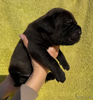 Výnimočné šteniatka americký bandog s PP k odberu - 18
