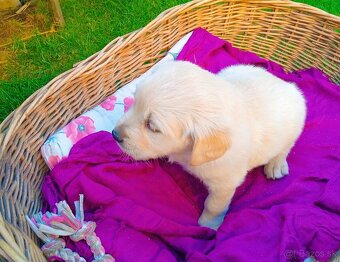Zlatý retriever - 18