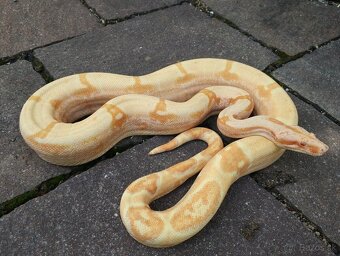 Boa imperator - Purple Sharp Sunglow Aztec, Sharp Sunglow - 18