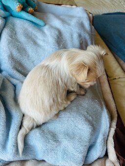 Golddust Yorkshire Terrier, Yorskshire s PP, Jork - 18