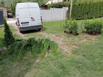 Tuja Smaragd, vavrínovec, červienka -  ROŽŇAVA - 18
