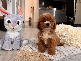 Roztomilé šteniatka Cavapoo - 18
