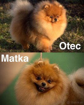 Pomeranian FCI - 18