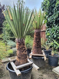 Sabal brazoriensis mrazuvzdornu palmu -16 - 18