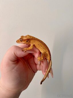 Pagekón riasnaty - samice aj samce - 18
