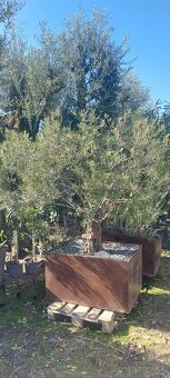 Palmy, cykasy,olivovníky - 18